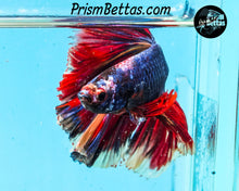 Load image into Gallery viewer, Marble Halfmoon Male