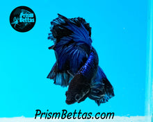 Load image into Gallery viewer, Blue/Black Butterfly Halfmoon Male