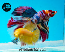 Load image into Gallery viewer, Yellow Halfmoon Female