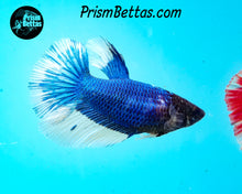 Load image into Gallery viewer, Turquoise Butterfly Halfmoon Female