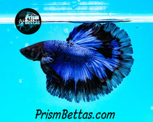 Load image into Gallery viewer, Blue/Black Butterfly Halfmoon Male