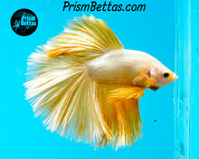 Load image into Gallery viewer, Gold Dragon Halfmoon Male