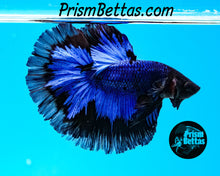 Load image into Gallery viewer, Blue/Black Butterfly Halfmoon Male