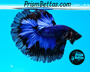 Blue/Black Butterfly Halfmoon Male