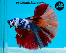 Load image into Gallery viewer, Rainbow Marble Halfmoon Male