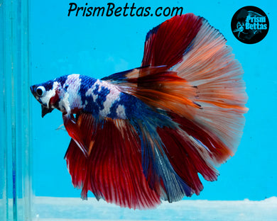 Rainbow Marble Halfmoon Male