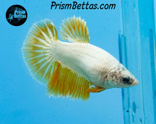 Load image into Gallery viewer, Gold Dragon Halfmoon Female
