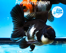 Load image into Gallery viewer, Tricolor Male Longfinned Premium Oranda ~2-2.5 inches (body only) (likely male)