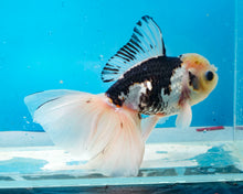 Load image into Gallery viewer, Panda Longfinned Oranda Male (5.5 inches) Imported from Thailand
