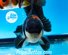 Load image into Gallery viewer, Tricolor Male Longfinned Premium Oranda ~2-2.5 inches (body only) (likely male)