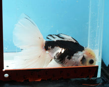 Load image into Gallery viewer, Panda Longfinned Oranda Male (5.5 inches) Imported from Thailand