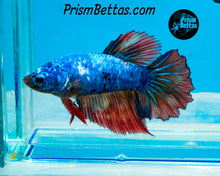 Load image into Gallery viewer, Marble Halfmoon Female
