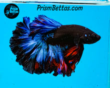 Load image into Gallery viewer, Blacklight Rosetail Halfmoon Male