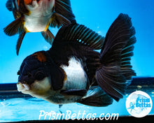 Load image into Gallery viewer, Tricolor Male Longfinned Premium Oranda ~2-2.5 inches (body only) (likely male)