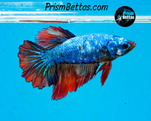 Load image into Gallery viewer, Marble Halfmoon Female