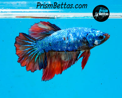 Marble Halfmoon Female