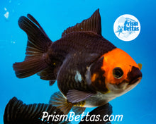 Load image into Gallery viewer, Apache Tricolor Premium Oranda ~2-2.5 inches (body only) (likely female)