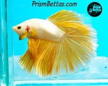 Load image into Gallery viewer, Gold Dragon Halfmoon Male