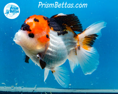 Tricolor Oranda Male (4.5 inches) Imported in Thailand