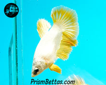 Load image into Gallery viewer, Gold Dragon Halfmoon Female