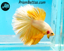 Load image into Gallery viewer, Gold Dragon Halfmoon Male