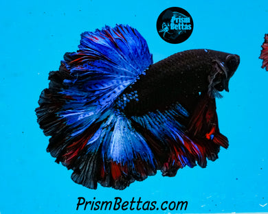 Blacklight Rosetail Halfmoon Male