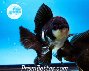 Tricolor Male Longfinned Premium Oranda ~2-2.5 inches (body only) (likely male)