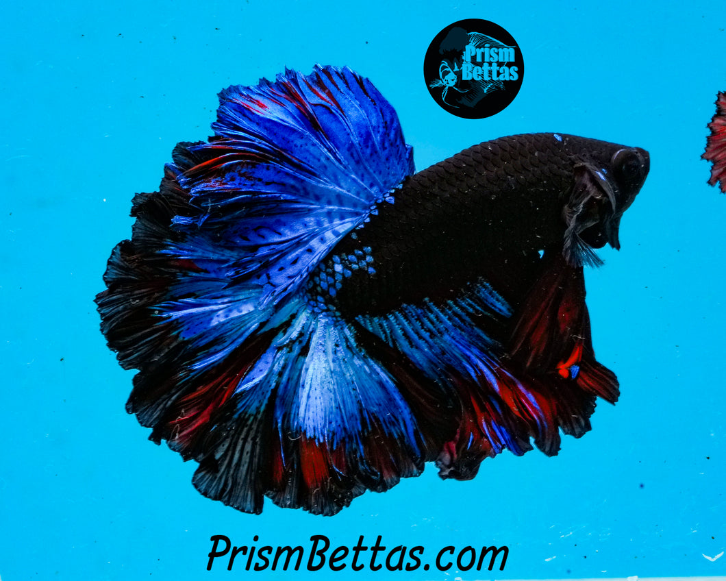 Blacklight Rosetail Halfmoon Male