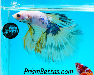 Marble Halfmoon Male