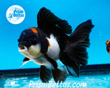 Load image into Gallery viewer, Tricolor Male Longfinned Premium Oranda ~2-2.5 inches (body only) (likely male)