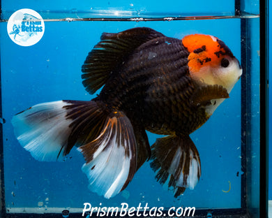 Tricolor Oranda Male (6+ inches) Imported in Thailand