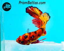 Load image into Gallery viewer, Candy Koi Halfmoon Plakat Male