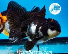 Load image into Gallery viewer, Tricolor Male Longfinned Premium Oranda ~2-2.5 inches (body only) (likely male)