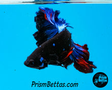 Load image into Gallery viewer, Blacklight Rosetail Halfmoon Male