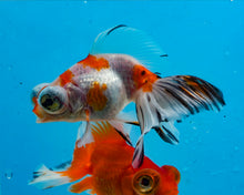 Load image into Gallery viewer, Tricolor Butterfly Telescope (3-4 inches) Imported from Thailand