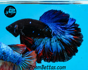 Blacklight Rosetail Halfmoon Male