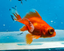 Load image into Gallery viewer, Tricolor Butterfly Telescope (3-4 inches) Imported from Thailand