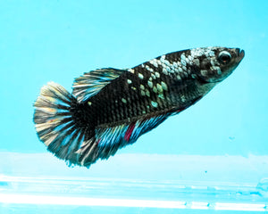 Copper Blacklight Galaxy Halfmoon Female