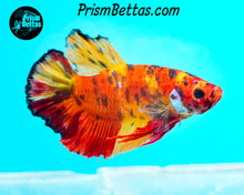 Load image into Gallery viewer, Candy Koi Halfmoon Plakat Male