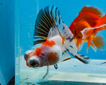 Load image into Gallery viewer, Tricolor Butterfly Telescope (3-4 inches) Imported from Thailand