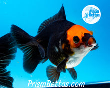 Load image into Gallery viewer, Apache Tricolor Premium Oranda ~2-2.5 inches (body only) (likely female)