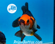 Load image into Gallery viewer, Apache Tricolor Premium Oranda ~2-2.5 inches (body only) (likely female)