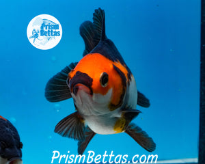 Apache Tricolor Premium Oranda ~2-2.5 inches (body only) (likely female)