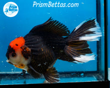 Load image into Gallery viewer, Tricolor Oranda Male (6+ inches) Imported in Thailand