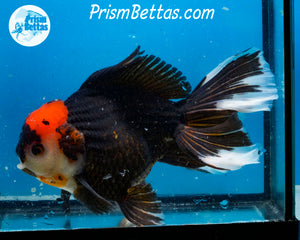 Tricolor Oranda Male (6+ inches) Imported in Thailand