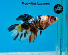 Load image into Gallery viewer, Copper Candy Koi Halfmoon Female