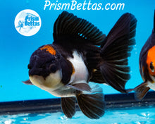 Load image into Gallery viewer, Tricolor Male Longfinned Premium Oranda ~2-2.5 inches (body only) (likely male)