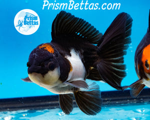 Tricolor Male Longfinned Premium Oranda ~2-2.5 inches (body only) (likely male)