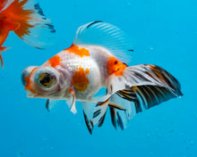 Load image into Gallery viewer, Tricolor Butterfly Telescope (3-4 inches) Imported from Thailand