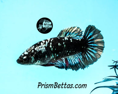 Copper Blacklight Galaxy Halfmoon Female